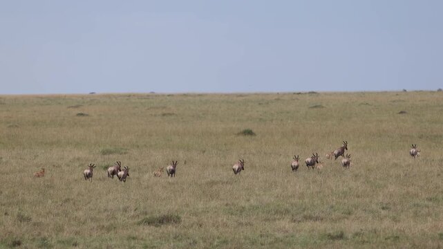 Topi antelope herd stands scattered and alert across the open Mara plains in the aftermath of a predator disturbance, telephoto behavior shot, Masai Mara National Reserve, Kenya, 4K UHD safari B-roll