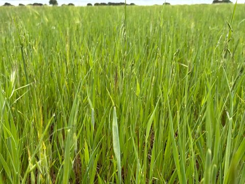 green rice field