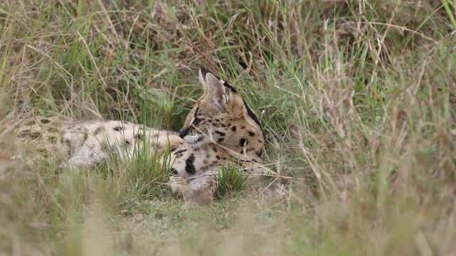 Serval rests in tall green Mara grass with head and large ears emerging above the vegetation, rare small-cat close-up portrait, Masai Mara National Reserve, Kenya, 4K UHD slow-motion wildlife B-roll