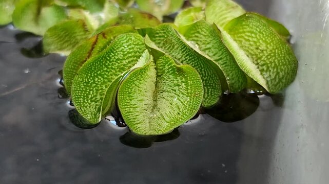 Salvinia minima, an exotic floating aquatic plant. It functions as a natural air purifier, aquarium shade, and algae preventative. It's ideal for a healthy pond ecosystem