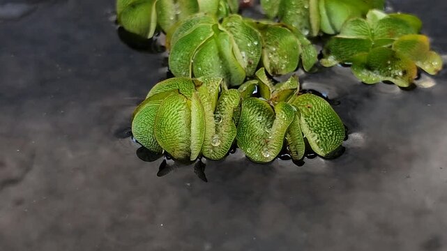 Salvinia minima, an exotic floating aquatic plant. It functions as a natural air purifier, aquarium shade, and algae preventative. It's ideal for a healthy pond ecosystem