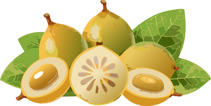 Star apple botanical illustration with whole fruit and sliced cross section
