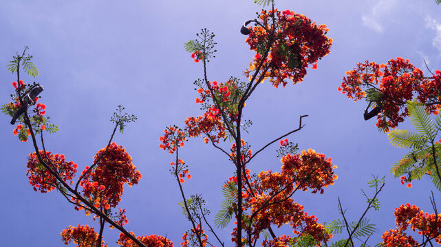 These vibrant orange-red flowers are from the Delonix regia tree. Known for its flamboyant floral displays and fern-like leaves. Taken from Las Pinas, NCR, Philippines.