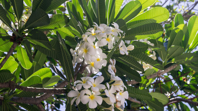 These are Plumeria flowers, which are also widely known as frangipani. In the Philippines, they are commonly called kalachuchi. Taken from Las Pinas, NCR, Philippines.