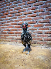 Black and White Speckled Rooster Standing Against Rustic Brick Wall © AjiHasan