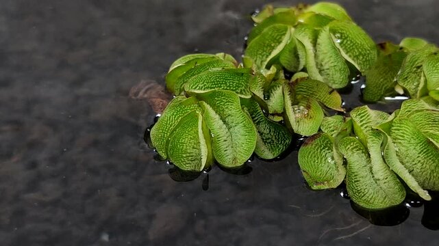 Salvinia minima, an exotic floating aquatic plant. It functions as a natural air purifier, aquarium shade, and algae preventative. It's ideal for a healthy pond ecosystem