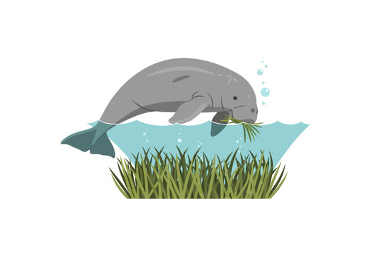 Playful Dolphin with Fish in Tidal Pool Underwater Scene