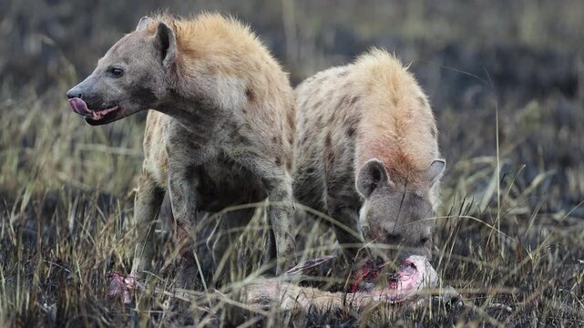 Lone spotted hyena feeds on bone-and-skin carcass remains on the burnt post-fire Mara veld, telephoto scavenger behavior, Masai Mara National Reserve, Kenya, 4K UHD slow-motion scavenger B-roll
