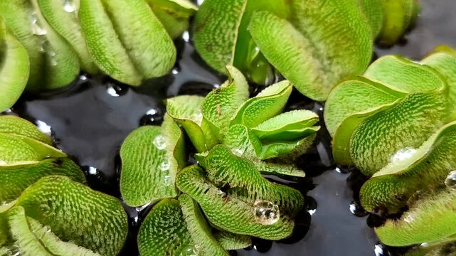 Salvinia minima, an exotic floating aquatic plant. It functions as a natural air purifier, aquarium shade, and algae preventative. It's ideal for a healthy pond ecosystem