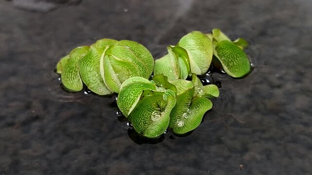 Salvinia minima, an exotic floating aquatic plant. It functions as a natural air purifier, aquarium shade, and algae preventative. It's ideal for a healthy pond ecosystem