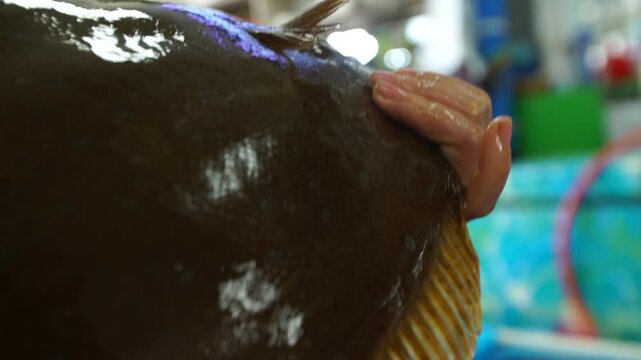 Live Wild Flatfish Caught by Fishing in the West Coast of Korea 한국 서해안 낚시 자연산 광어