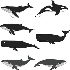 Whales and orcas swimming illustration Vector © Masud Crafts