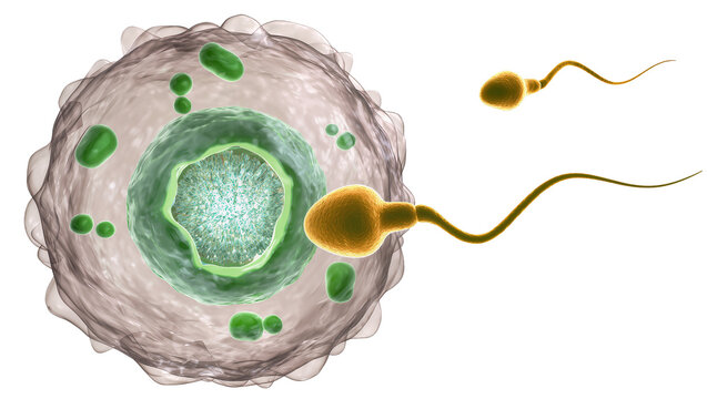 Sperm cells approaching an ovum, isolated on transparent background