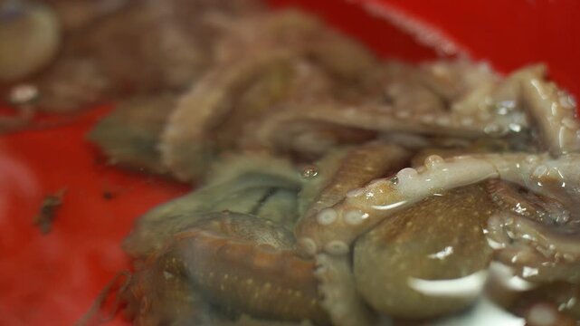 Fresh Long Arm Octopus from West Sea Tidal Flat Korea 낙지 싱싱한 해산물 한국 서해안 갯벌