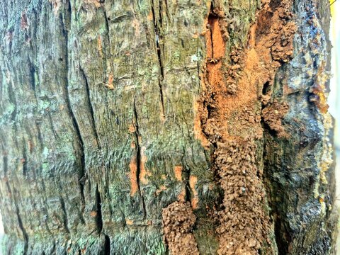 Close-up of Tree Bark Texture with Termite Mud Tubes