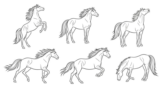 Horse sketches set, collection of hand drawn equine poses illustration
