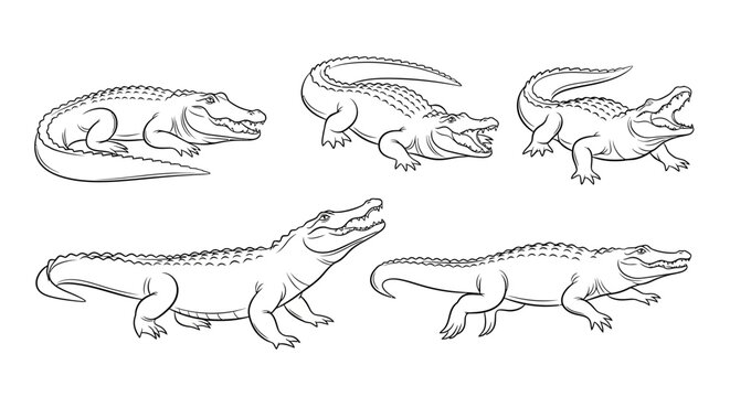 Alligator set, hand-drawn vector illustration of predatory reptiles