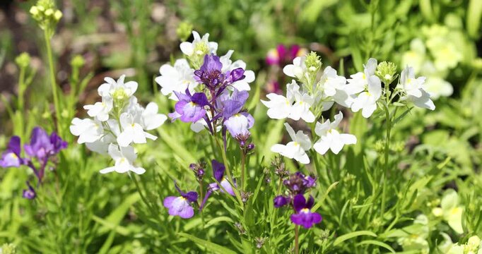 Macro of Spring flowers, Gapyeong, Gyeonggi-do, South Korea