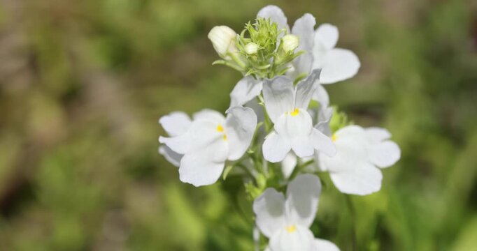 Macro of Spring flowers, Gapyeong, Gyeonggi-do, South Korea