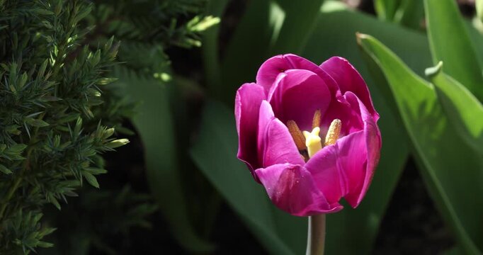 Macro of Spring flowers, Gapyeong, Gyeonggi-do, South Korea
