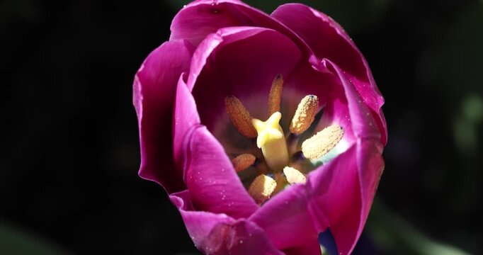 Macro of Spring flowers, Gapyeong, Gyeonggi-do, South Korea