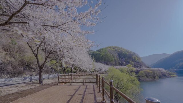 봉화 물야댐 아침 벚꽃 HDR 타임랩스, 봄 댐 호수변 데크와 벚꽃길 풍경