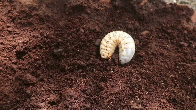 A rhinoceros beetle (Oryctes nasicornis) larvae or grubs crawling on decayed coconut tree trunk soil
