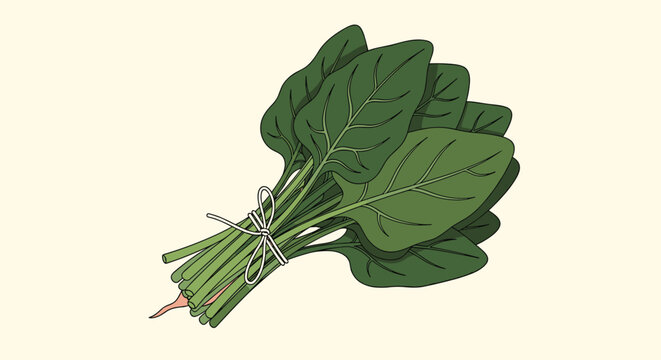Fresh bunch of organic green spinach leaves tied together with a simple white string isolated on a light cream background.