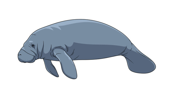 Detailed vector illustration of a majestic grey manatee swimming gracefully in water against a plain white background.
