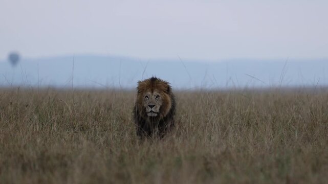 Mature African lion male passes camera in side profile through long savannah grass, medium-long tracking shot of an apex predator, Masai Mara National Reserve, Kenya, 4K UHD slow-motion B-roll