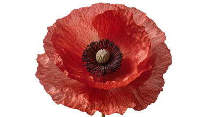 Vibrant red poppy flower with dark center, isolated on transparent background