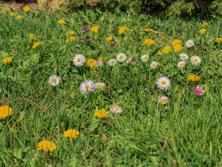 Spring Meadow with White Daisies and Yellow Dandelions © Vertstyle