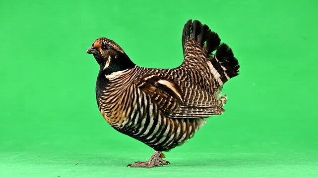 A Beautiful Male Capercaillie Bird Stands Proudly on a Green Screen Background.
