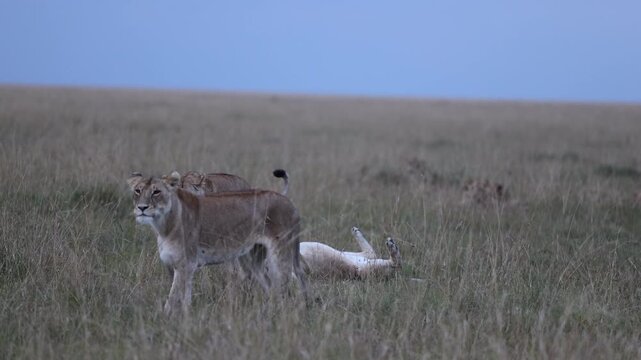 Mara lioness and cubs settle in tall savannah grass at dusk while one cub rolls and plays in blue-hour light, pride family scene, Masai Mara National Reserve, Kenya, 4K UHD slow-motion safari B-roll