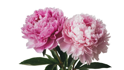 Naklejka premium Two lush pink peonies with green leaves, isolated on transparent background