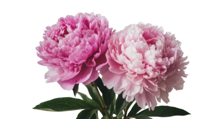 Fotobehang Pioenrozen Two lush pink peonies with green leaves, isolated on transparent background  © Finn
