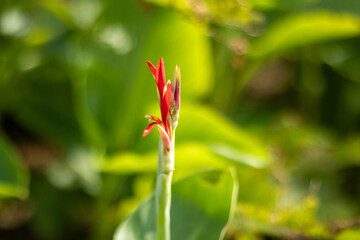 Fototapeta premium Sunlight glows through vibrant orange blossoms
