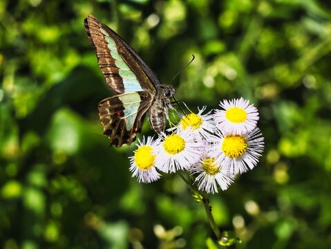 Tokyo,Japan - May 2, 2026: A common bluebottle on Philadelphia fleabane