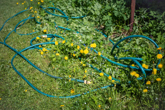 garden overgrown with coltsfoots