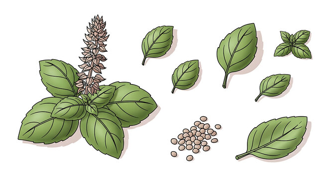 Isolated basil plant with leaves, flower stalk, and seeds, culinary herb elements, fresh green botanical illustration
