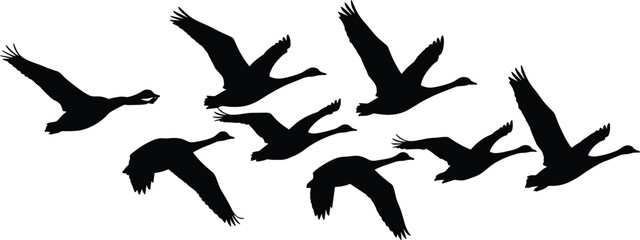 Obraz premium Black Silhouette Flock of Nine Geese Flying Together in Clustered Formation on White Background
