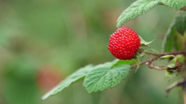 A ripe red raspberry hangs on a branch with green leaves in close-up natural setting
