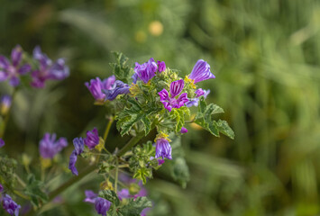 Obraz premium Purple Common mallow flowers and green leaves. Malva sylvestris.