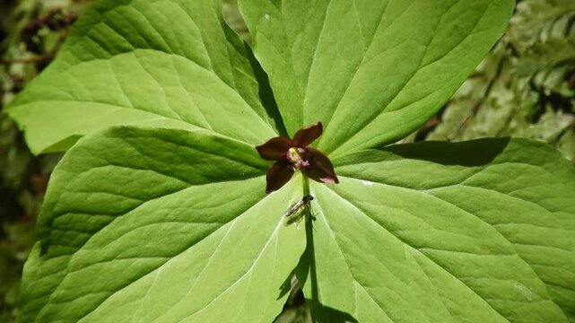 【4K】希少な植物変異：4枚葉と4花弁を持つエンレイソウ。早春の深山に咲く珍しい延齢草の風景素材　[4K] Rare Mutation: Trillium smallii with 4 Leaves and 4 Petals, Unique Discovery on Forest Floor, Japan 撮影日：20260430-1