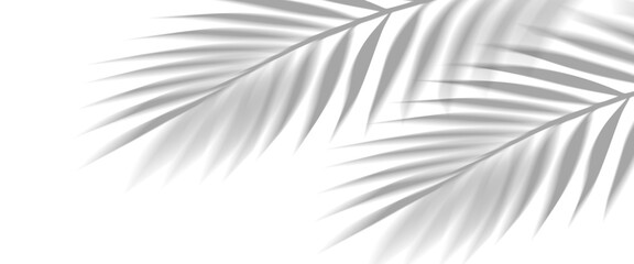 Naklejka premium Overlay shadow effect of realistic tropical palm leaves on transparent background. Black and white coconut leaf blur shadow overlay summer decorative element design. Vector illustration.