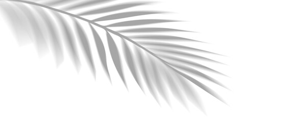 Naklejka premium Overlay shadow effect of realistic tropical palm leaves on transparent background. Black and white coconut leaf blur shadow overlay summer decorative element design. Vector illustration.