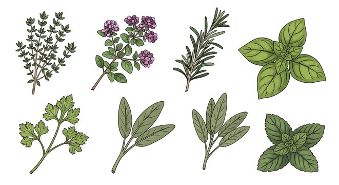 Collection of fresh herbs, including basil, thyme, rosemary, oregano, sage, and parsley, with detailed leaves and stems on a light background, perfect for culinary or wellness concepts