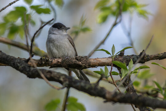 blackcap perched on the branch 