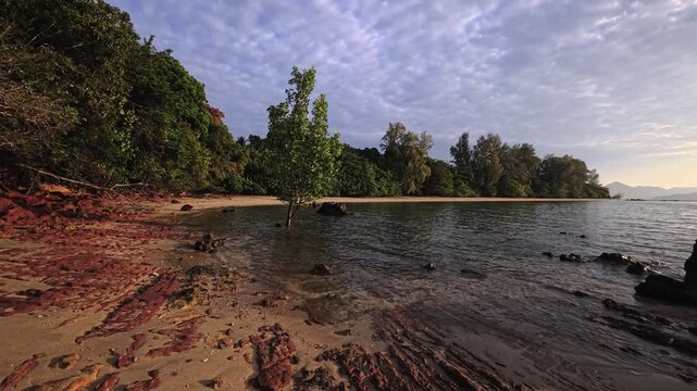 Tropical shoreline with lone tree in shallow water at sunrise