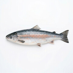 Obraz premium Fresh salmon fish on white background 